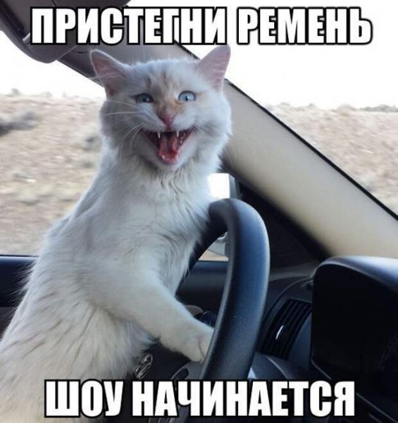 Пристегнись сука шоу начинается