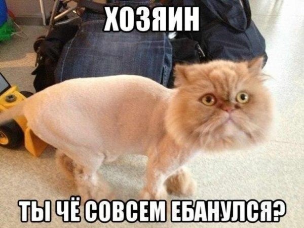 Мемы с котами с матами
