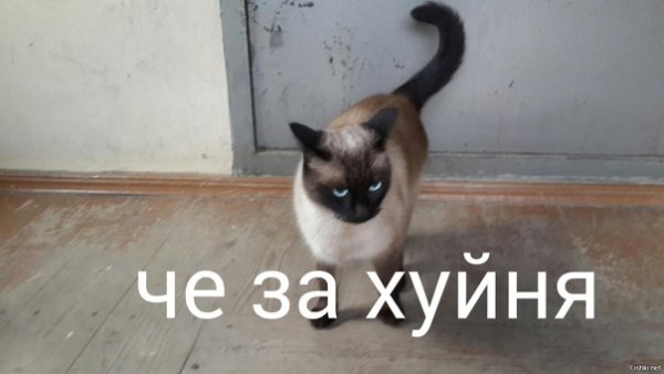 Кошачьи маты