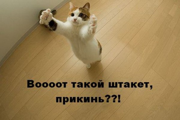 Коты приколы с матом