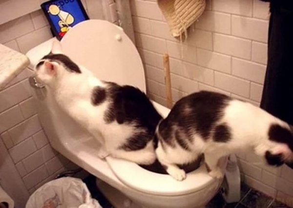 Котики приколы