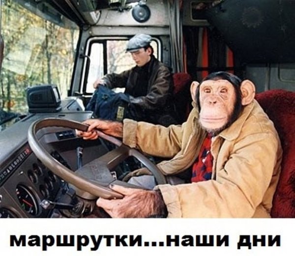 Обезьяна за рулем грузовика