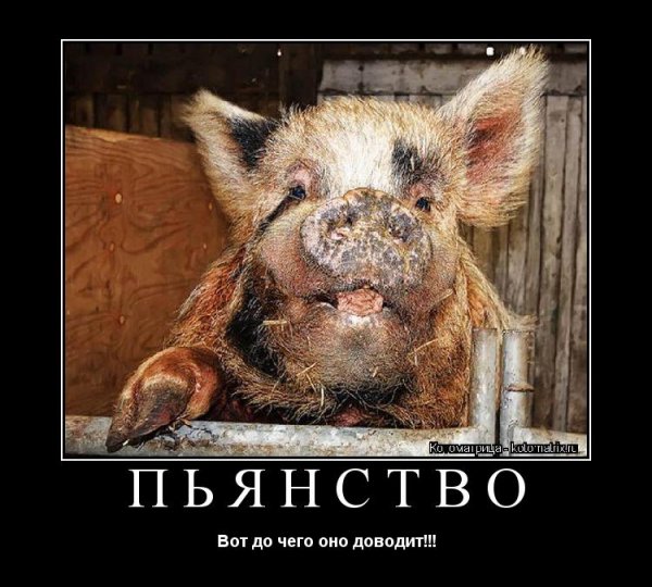 Поросенок за столом