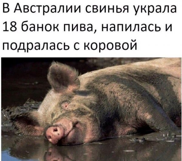 Поросенок карикатура