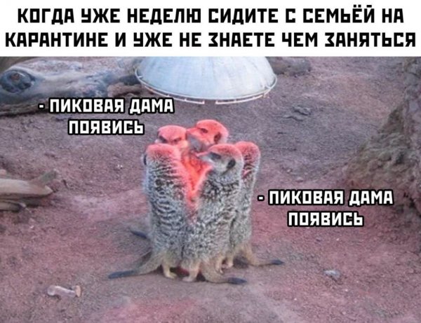 Мемы про карантин коронавирус