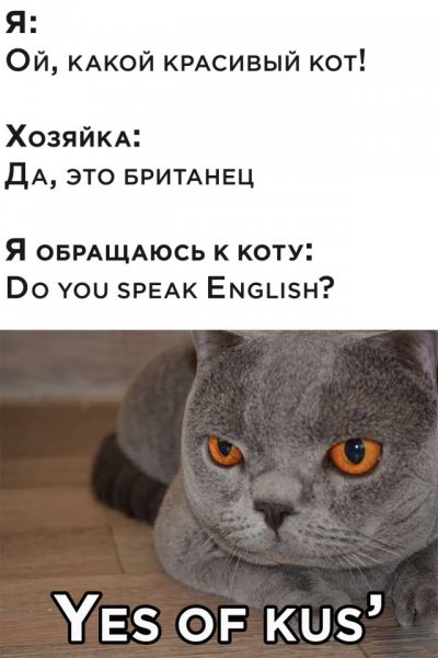 Шутки с картинками и текстом