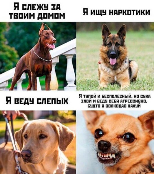 Приколы с текстом в картинках
