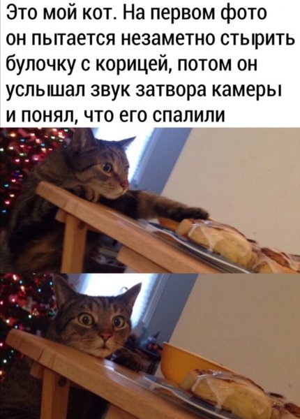 Коты мемы с надписями