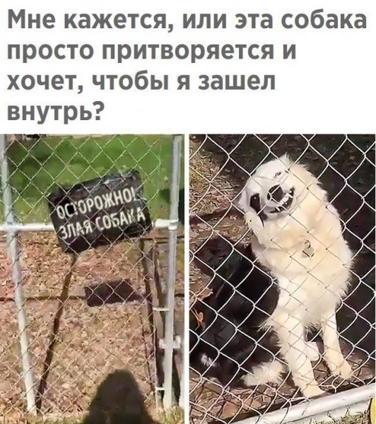 Смешные надписи для поднятия настроения