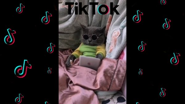Приколы в тик ток 2021 картинки