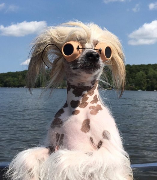 Очень смешные животные