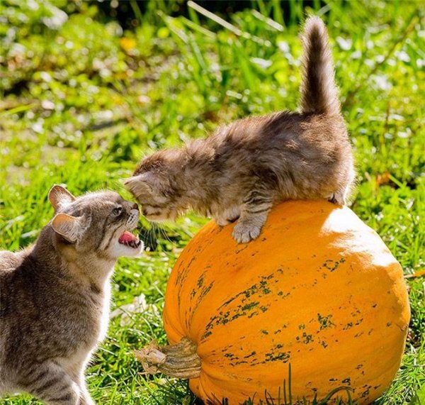 Позитивные животные для поднятия настроения