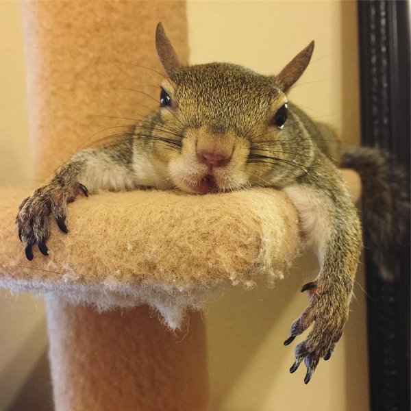 Картинки для поднятия настроения