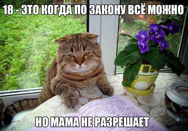 Картинки интересные для настроения с надписями