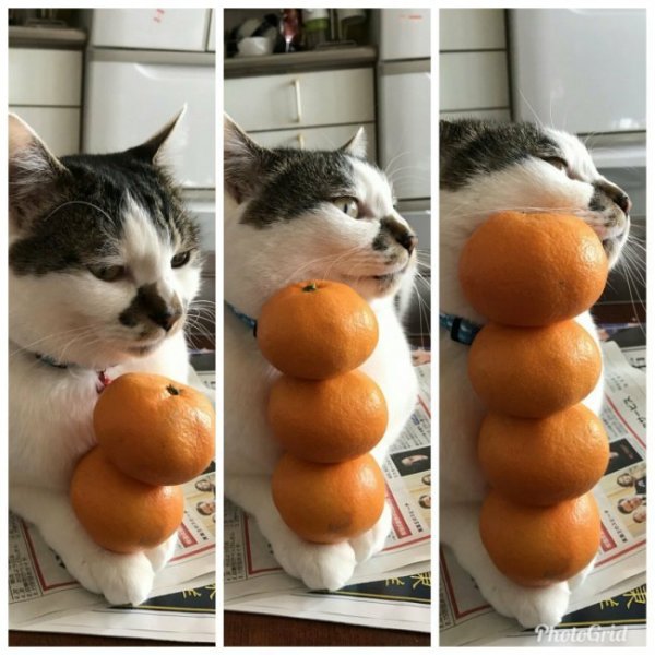 Кот с мандаринами