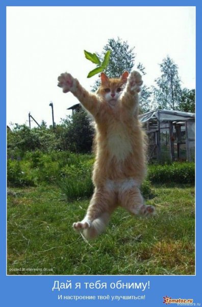 Смешные открытки для поднятия настроения