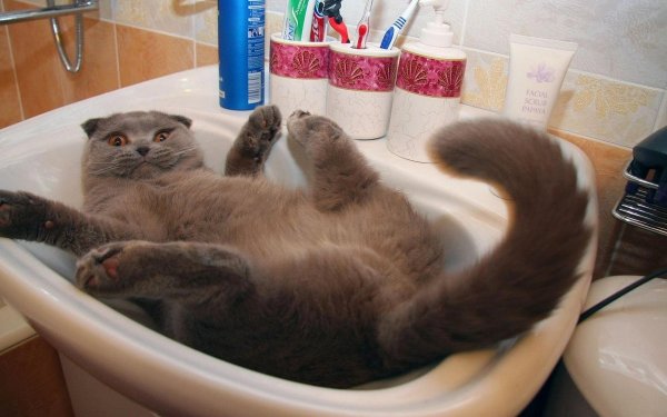 Кот в раковине