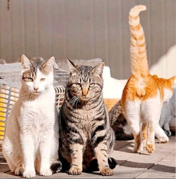 Юмор про котов
