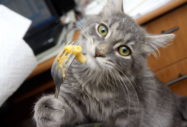 Кошка ест макароны