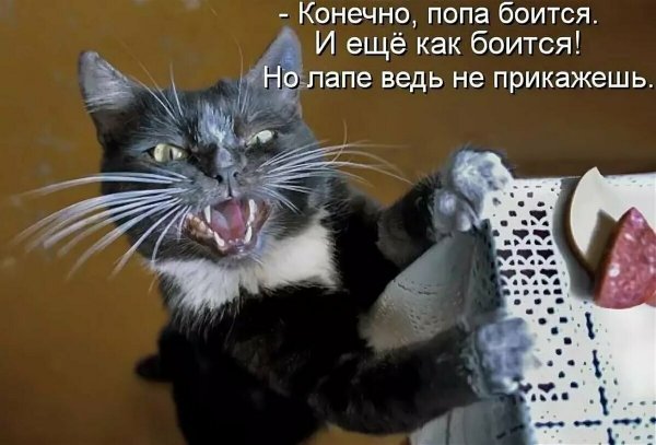 Забавные кошки с надписями