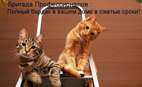 Прикольные коты с надписями