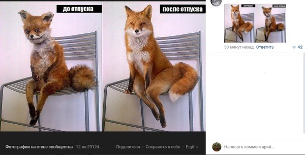 Лисичка до отпуска и после