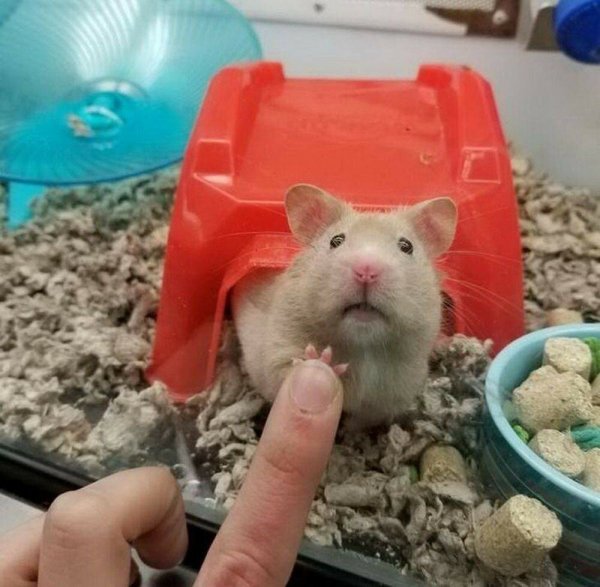 Смешные хомяки