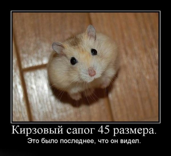 Мемы с хомяками
