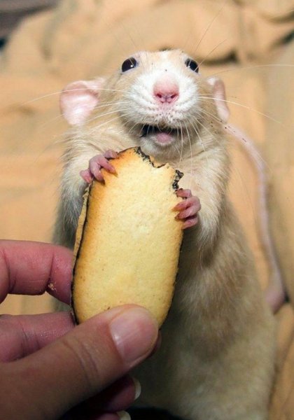 Ржачные картинки про крыс (50 фото)