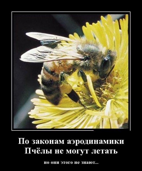 Шутки про пчел