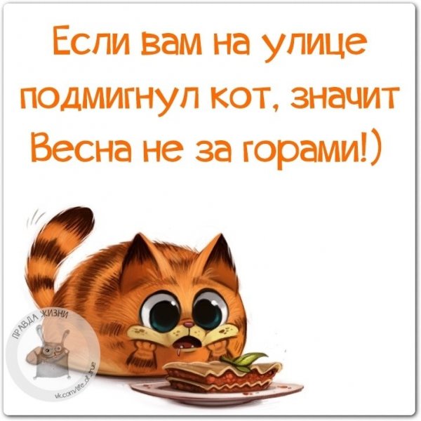 Коты в среду