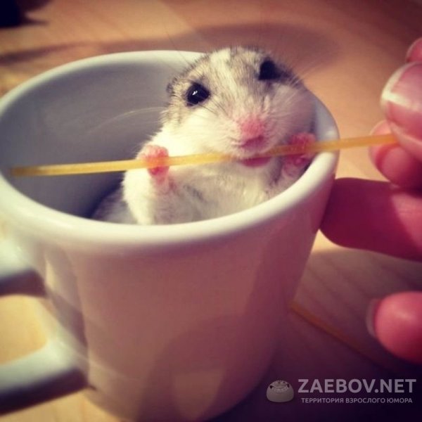 Смешные хомяки