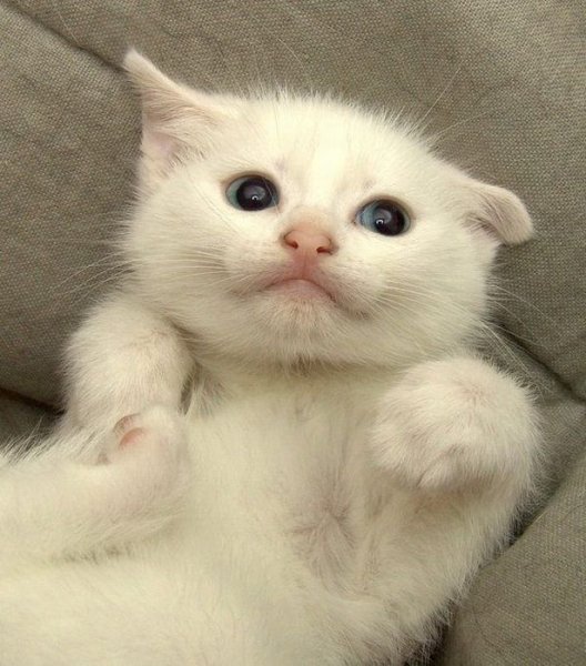 Котики смешные милые