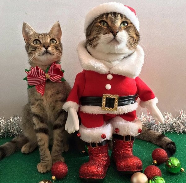 Коты в новогодних костюмах