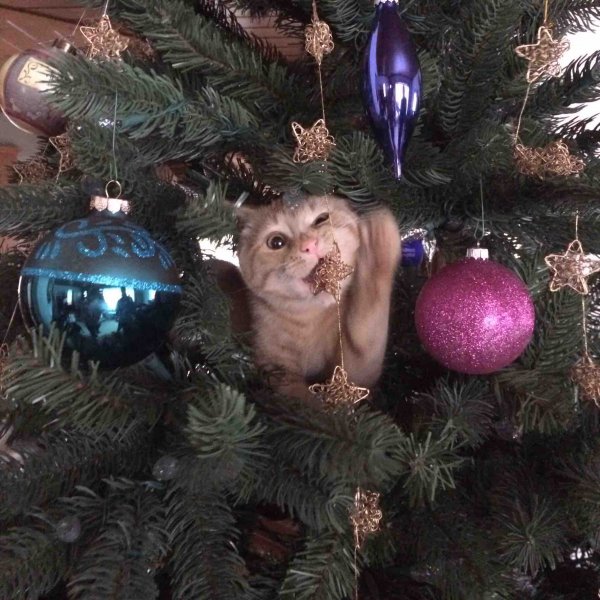 Смешные новогодние