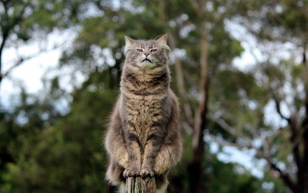 Гордая кошка