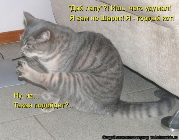 Гордый кот прикол