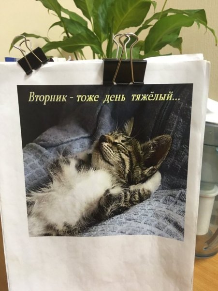 Смешно про вторник