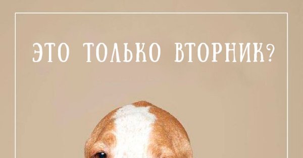Шутки про вторник