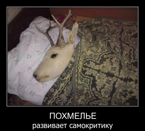 Похмелье демотиваторы