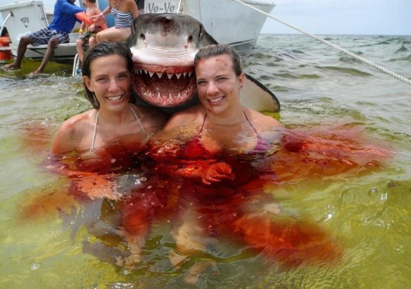 Фото приколы девушки с акулой