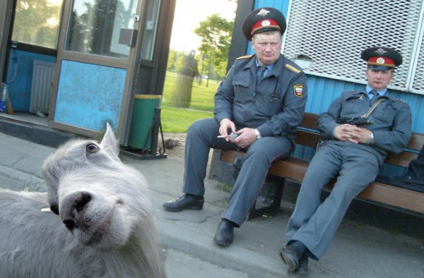 Козел полицейский