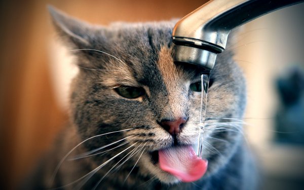 Прикольные коты