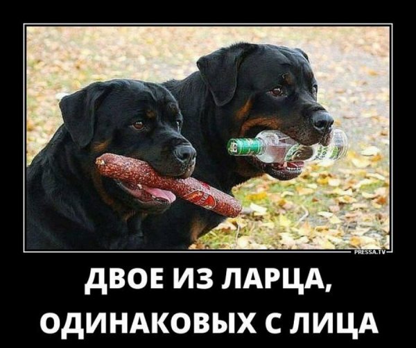 Собака друг человека прикол