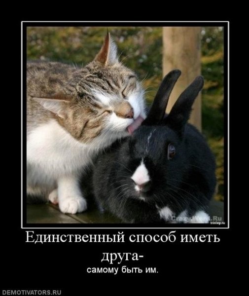 Зайчик и котик
