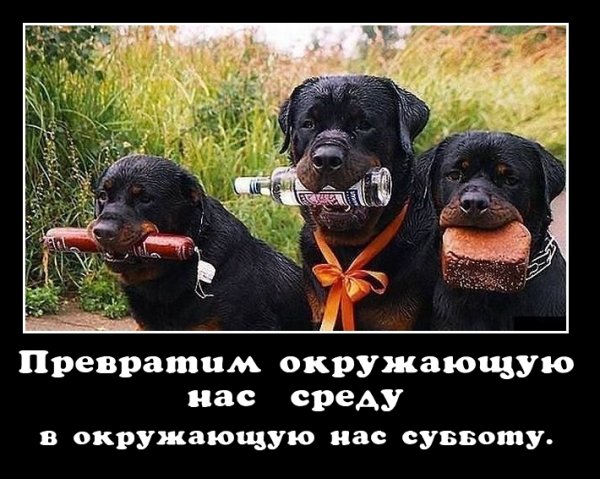 С днем рождения демотиватор