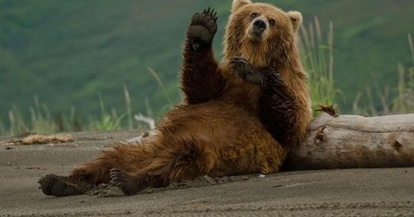 Ржачные картинки про медведя (50 фото)