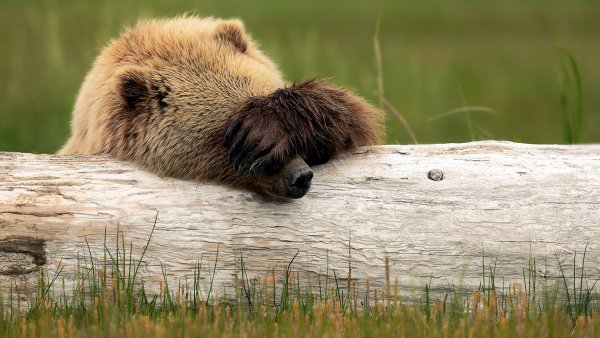 Бурый медведь (Ursus arctos) лапа