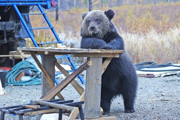 Медведь с палкой