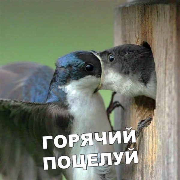 Поцелуй смешные картинки